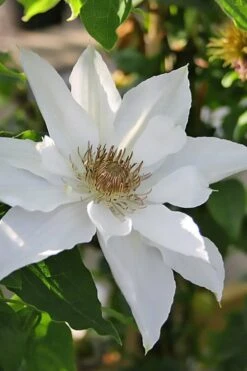 Mrs. George Jackman Clematis - 1 Gallon Pot -Garden Plant Store clematis mrs george jackman 9