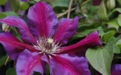 Mrs. Norman Thompson Clematis - 1 Gallon Pot -Garden Plant Store clematis mrs n thompson 1