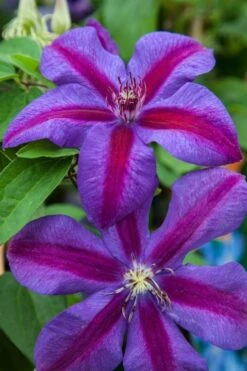Mrs. Norman Thompson Clematis - 1 Gallon Pot -Garden Plant Store clematis mrs n thompson 7