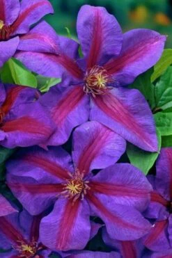 Mrs. Norman Thompson Clematis - 1 Gallon Pot -Garden Plant Store clematis mrs norman thompson 20