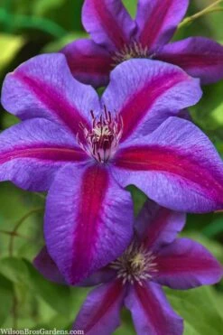 Mrs. Norman Thompson Clematis - 1 Gallon Pot -Garden Plant Store clematis mrs norman thompson 21