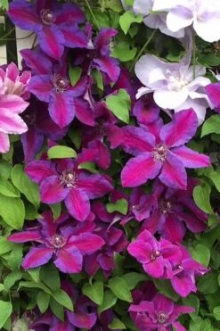 Mrs. Norman Thompson Clematis - 1 Gallon Pot -Garden Plant Store clematis mrs norman thompson 25