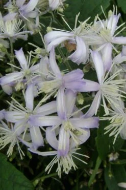 Mrs. Robert Brydon Clematis - 1 Gallon Pot -Garden Plant Store clematis mrs robert brydon 3