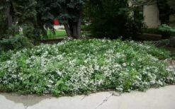 Mrs. Robert Brydon Clematis - 1 Gallon Pot -Garden Plant Store clematis mrs robert brydon 4