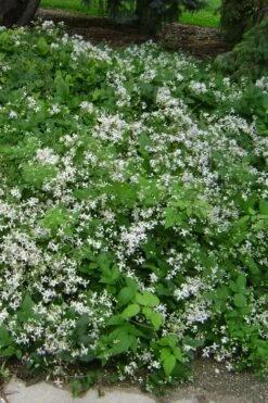 Mrs. Robert Brydon Clematis - 1 Gallon Pot -Garden Plant Store clematis mrs robert brydon 6