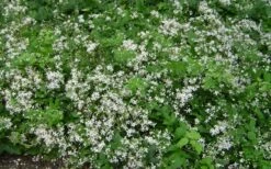 Mrs. Robert Brydon Clematis - 1 Gallon Pot -Garden Plant Store clematis mrs robert brydon 7