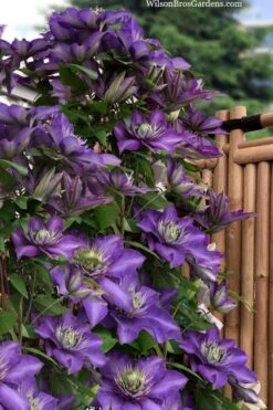 Multi Blue Clematis - 2 Gallon Pot -Garden Plant Store clematis multi blue 3