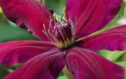 Niobe Clematis - 1 Gallon Pot -Garden Plant Store clematis niobe 1