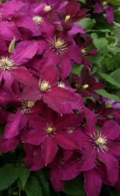 Niobe Clematis - 1 Gallon Pot -Garden Plant Store clematis niobe 2