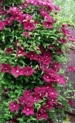 Niobe Clematis - 1 Gallon Pot -Garden Plant Store clematis niobe 5
