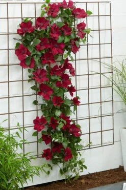 Nubia Clematis - 1 Gallon Pot 15 Nubia Clematis - 1 Gallon Pot -Garden Plant Store clematis nubia 1