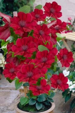 Nubia Clematis - 1 Gallon Pot 12 Nubia Clematis - 1 Gallon Pot -Garden Plant Store clematis nubia 3