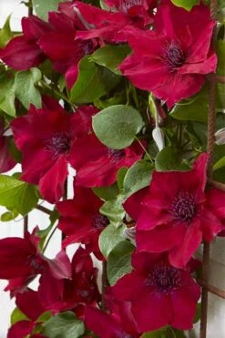 Nubia Clematis - 1 Gallon Pot 13 Nubia Clematis - 1 Gallon Pot -Garden Plant Store clematis nubia 4