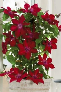 Nubia Clematis - 1 Gallon Pot 14 Nubia Clematis - 1 Gallon Pot -Garden Plant Store clematis nubia 5