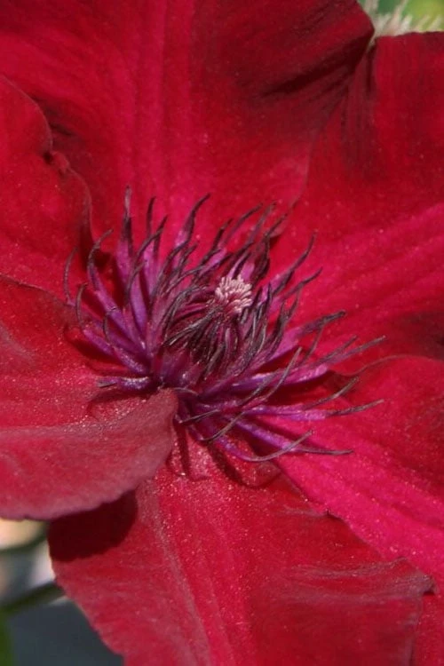 Nubia Clematis - 1 Gallon Pot 4 Nubia Clematis - 1 Gallon Pot - Image 4