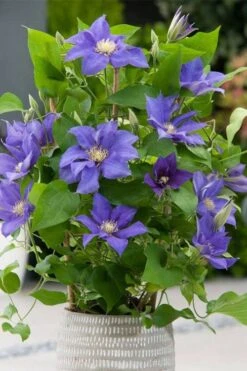Olympia Clematis - 1 Gallon Pot -Garden Plant Store clematis olympia 1