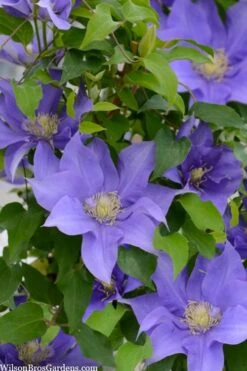 Olympia Clematis - 1 Gallon Pot -Garden Plant Store clematis olympia 2