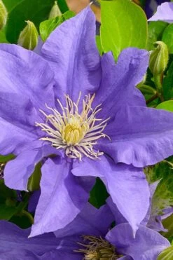 Olympia Clematis - 1 Gallon Pot -Garden Plant Store clematis olympia 3