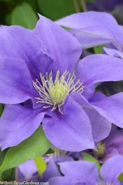 Olympia Clematis - 1 Gallon Pot -Garden Plant Store clematis olympia 5