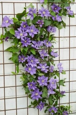 Olympia Clematis - 1 Gallon Pot -Garden Plant Store clematis olympia 6