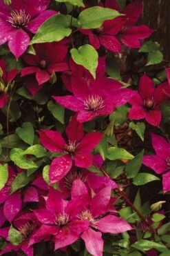 Picardy Clematis - 1 Gallon Pot -Garden Plant Store clematis picardy 9