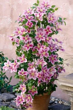 Piilu Clematis (Little Duckling) - 1 Gallon Pot -Garden Plant Store clematis piilu 3