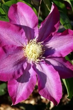Pink Champagne Clematis - 1 Gallon Pot 13 Pink Champagne Clematis - 1 Gallon Pot -Garden Plant Store clematis pink champagne 2