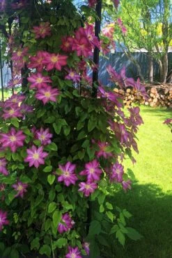 Pink Champagne Clematis - 1 Gallon Pot 14 Pink Champagne Clematis - 1 Gallon Pot -Garden Plant Store clematis pink champagne 4