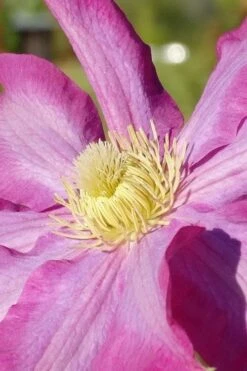 Pink Champagne Clematis - 1 Gallon Pot 15 Pink Champagne Clematis - 1 Gallon Pot -Garden Plant Store clematis pink champagne 6