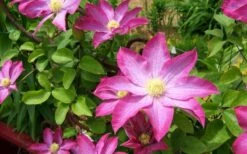 Pink Champagne Clematis - 1 Gallon Pot 16 Pink Champagne Clematis - 1 Gallon Pot -Garden Plant Store clematis pink champagne 8