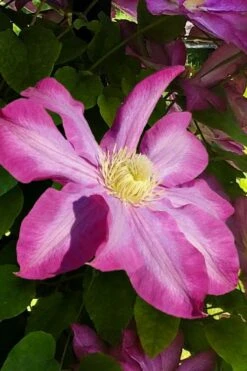 Pink Champagne Clematis - 1 Gallon Pot 17 Pink Champagne Clematis - 1 Gallon Pot -Garden Plant Store clematis pink champagne 9