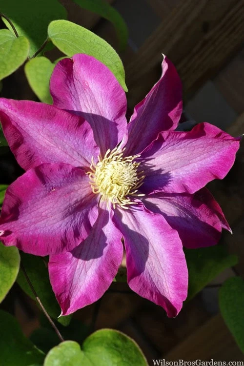 Pink Champagne Clematis - 1 Gallon Pot 4 Pink Champagne Clematis - 1 Gallon Pot - Image 4