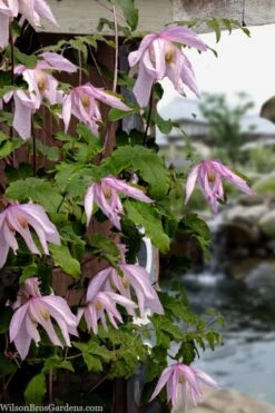 Pink Flamingo Clematis - 1 Gallon Pot -Garden Plant Store clematis pink flamingo 9