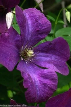 Polish Spirit Clematis - 1 Gallon Pot 16 Polish Spirit Clematis - 1 Gallon Pot -Garden Plant Store clematis polish spirit 1