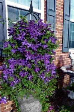 Polish Spirit Clematis - 1 Gallon Pot 13 Polish Spirit Clematis - 1 Gallon Pot -Garden Plant Store clematis polish spirit 10