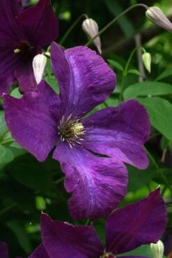 Polish Spirit Clematis - 1 Gallon Pot 17 Polish Spirit Clematis - 1 Gallon Pot -Garden Plant Store clematis polish spirit 2