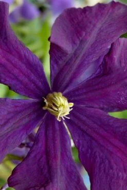 Polish Spirit Clematis - 1 Gallon Pot 15 Polish Spirit Clematis - 1 Gallon Pot -Garden Plant Store clematis polish spirit 5