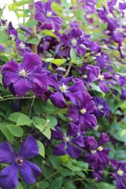 Polish Spirit Clematis - 1 Gallon Pot 14 Polish Spirit Clematis - 1 Gallon Pot -Garden Plant Store clematis polish spirit 6