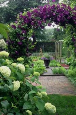 Polish Spirit Clematis - 1 Gallon Pot 12 Polish Spirit Clematis - 1 Gallon Pot -Garden Plant Store clematis polish spirit 7