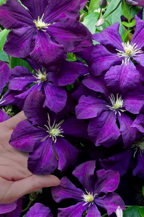 Polish Spirit Clematis - 1 Gallon Pot 1 Polish Spirit Clematis - 1 Gallon Pot