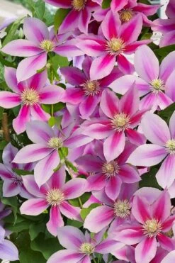 Poseidon Clematis - 1 Gallon Pot -Garden Plant Store clematis poseidon 11