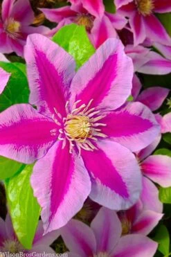 Poseidon Clematis - 1 Gallon Pot -Garden Plant Store clematis poseidon 12