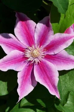 Poseidon Clematis - 1 Gallon Pot -Garden Plant Store clematis poseidon 9