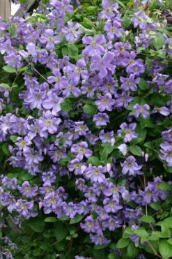Prince Charles Clematis - 1 Gallon Pot -Garden Plant Store clematis prince charles 1