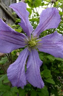 Prince Charles Clematis - 1 Gallon Pot -Garden Plant Store clematis prince charles 4