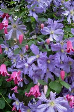 Prince Charles Clematis - 1 Gallon Pot -Garden Plant Store clematis prince charles 6