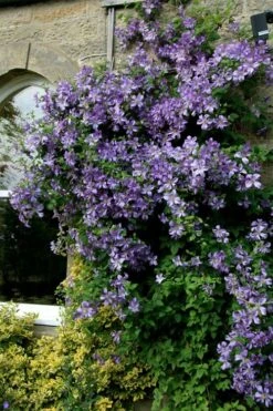 Prince Charles Clematis - 1 Gallon Pot -Garden Plant Store clematis prince charles 9