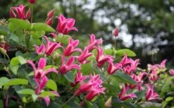 Princess Diana Clematis - 1 Gallon Pot 15 Princess Diana Clematis - 1 Gallon Pot -Garden Plant Store clematis princess diana 1