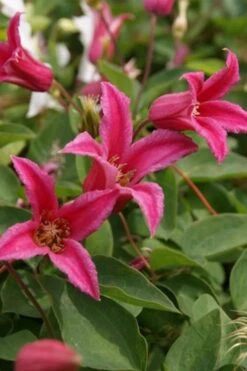 Princess Diana Clematis - 1 Gallon Pot 13 Princess Diana Clematis - 1 Gallon Pot -Garden Plant Store clematis princess diana 4