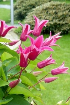 Princess Diana Clematis - 1 Gallon Pot 11 Princess Diana Clematis - 1 Gallon Pot -Garden Plant Store clematis princess diana 5